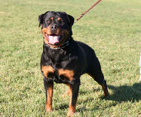 Ol Country Rotties - Dog Breeders