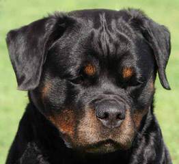 Redyre Rottweilers - Dog Breeders