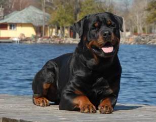 Germen Rottweilers - Dog and Puppy Pictures