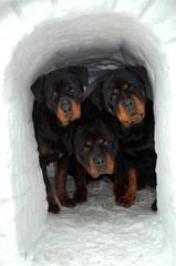 Solape’s Rottweilers - Dog Breeders