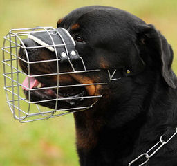 Encinas Rottweilers - Dog and Puppy Pictures