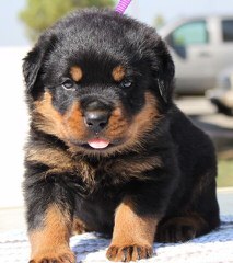 Vom Rommelfaenger Rottweilers - Dog Breeders