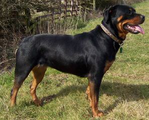 World Class Rottweilers - Dog Breeders