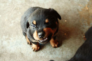 Baltasar Rottweilers - Dog and Puppy Pictures