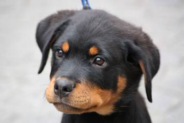 Vom Streitwein Rottweilers - Dog Breeders