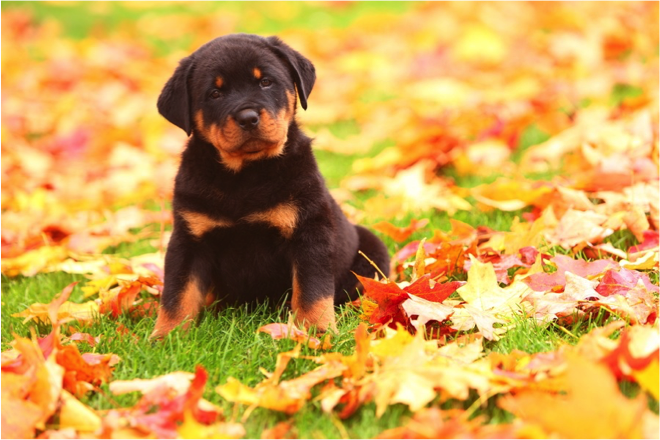 Adorable Rottwieler Pups, Great Tempertments - Dog Breeders