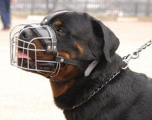 Donnerberg Rottweilers - Dog Breeders