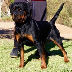 Trojan Perm. Reg’d. Rottweilers - Dog and Puppy Pictures