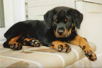 Rottweiler Puppies - Dog and Puppy Pictures