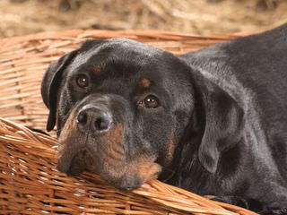 Von Beaverden’s German Rottweilers - Dog Breeders