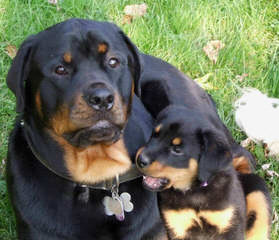 German Rottweiler Stud For Hire - Dog Breeders