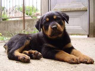 Vom Streitwein Rottweilers - Dog Breeders