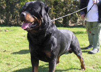 Vom Streitwein Rottweilers - Dog Breeders