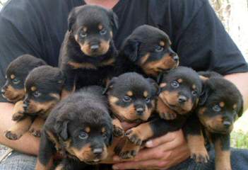 World Class Rottweilers - Dog Breeders