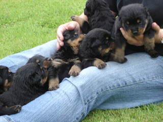 Offenburgher Reg. Rottweilers - Dog Breeders