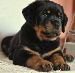 German Rottweiler Stud For Hire - Dog and Puppy Pictures