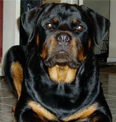 Von Williams’ Haus Rottweilers - Dog and Puppy Pictures