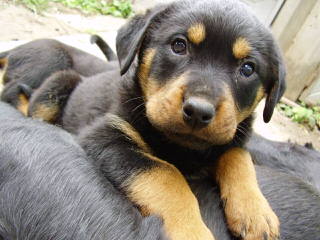 Adorable Rottwieler Pups, Great Tempertments - Dog and Puppy Pictures