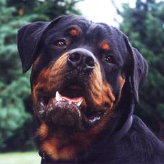 Vom Rommelfaenger Rottweilers - Dog Breeders