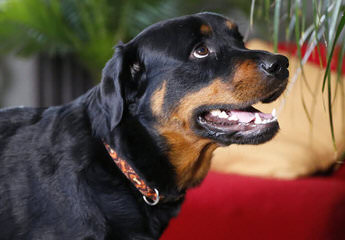 World Class Rottweilers - Dog Breeders