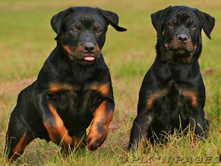 Offenburgher Rottweilers - Dog Breeders