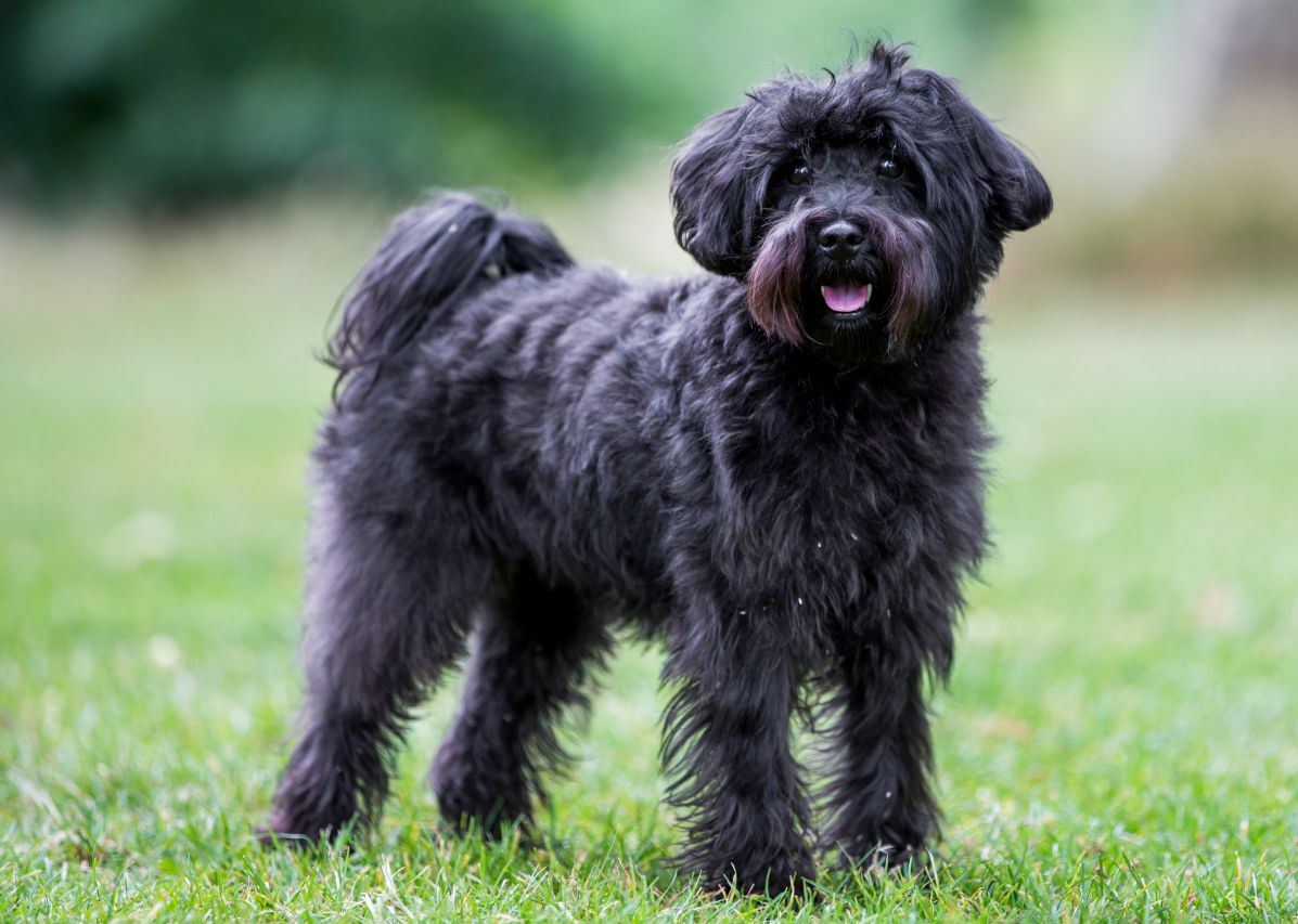 Schnoodle Dogs and Puppies