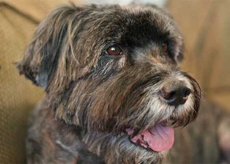 Schnoodle Dogs and Puppies