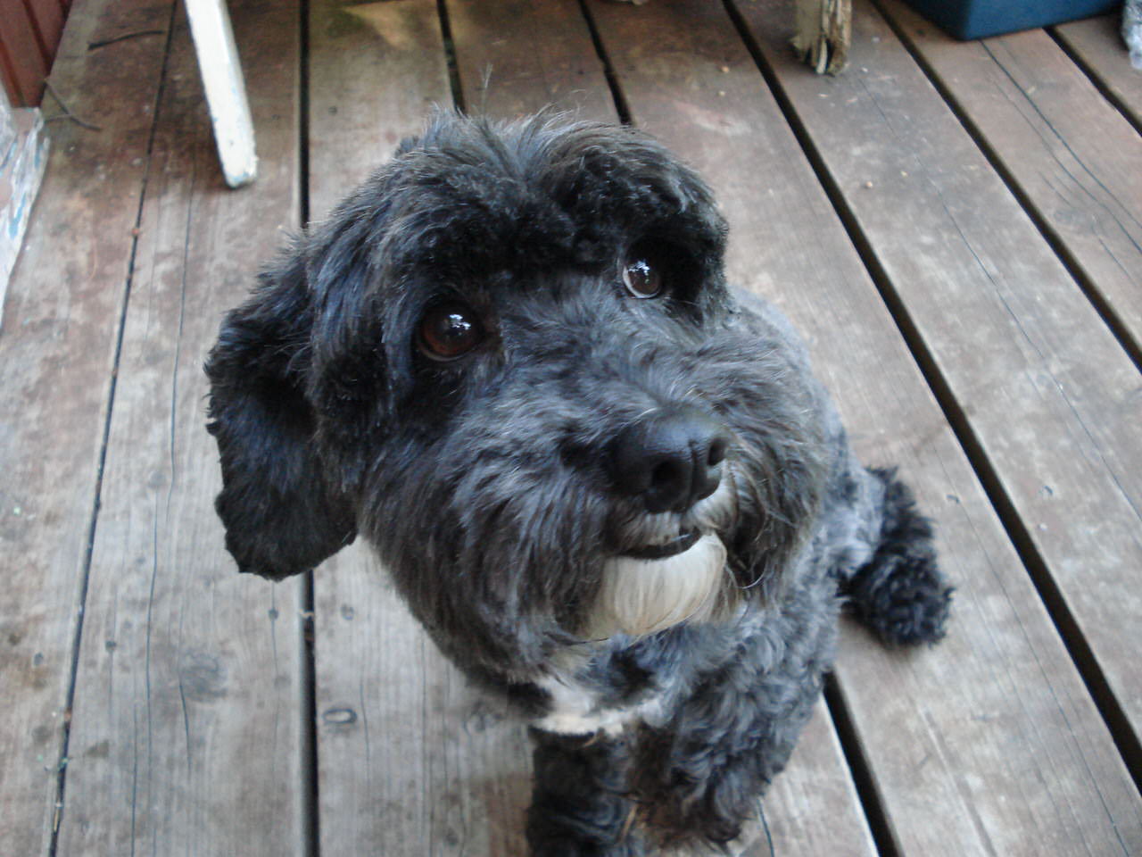 Schnoodle Dogs and Puppies