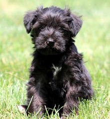 Teddybearschnoodles.Com Accepting Applications Now! - Dog Breeders