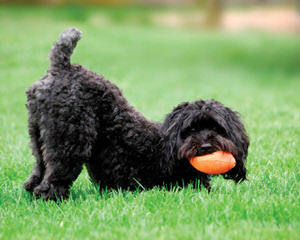 Bay Lake Labradoodles-Florida - Dog and Puppy Pictures