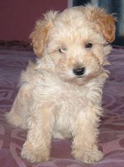 Breeders Of Schnoodle Puppies & Schnickerdoodle(Schnoodle) Puppies - Dog and Puppy Pictures