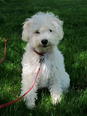 Bay Lake Labradoodles-Florida - Dog Breeders