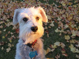 North Carolina Schnoodles - Dog Breeders