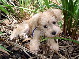 Mary’s Schnoodle Puppies - Dog and Puppy Pictures