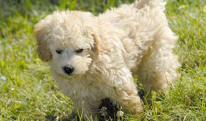 Mulberry Farm Cockapoos - Dog Breeders