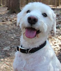 North Carolina Schnoodles - Dog Breeders