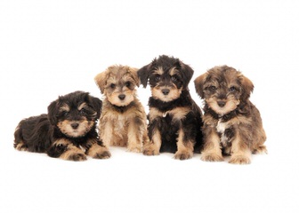 English & American Golden Retriever, & Schnoodle Puppies - Dog Breeders