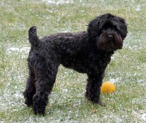 English & American Golden Retriever, & Schnoodle Puppies - Dog Breeders