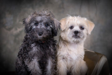 Schnoodles Are Ready Now! - Dog Breeders