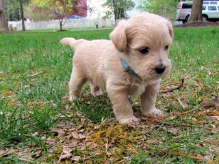 Mary’s Schnoodle Puppies - Dog Breeders