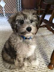 Wild Wood Acre Schnoodle Makers/ Dedicated To Raising Top Quality Schnoodles Only! - Dog Breeders