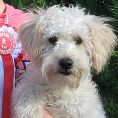 Breeders Of Schnoodle Puppies & Schnickerdoodle(Schnoodle) Puppies - Dog and Puppy Pictures