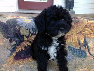 Dry Creek Kennel – Schnoodles & Labradoodles - Dog and Puppy Pictures