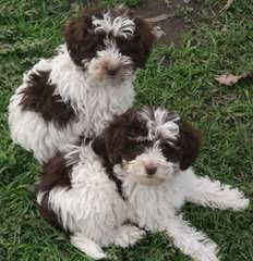 Mary’s Schnoodle Puppies - Dog Breeders