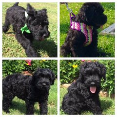 Wild Wood Acre Schnoodle Makers/ Dedicated To Raising Top Quality Schnoodles Only! - Dog Breeders