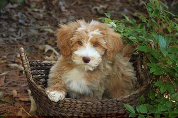 Mary’s Schnoodle Puppies - Dog and Puppy Pictures