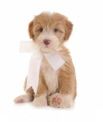 Town And Country Schnoodles  Schnoodle Puppies Available - Dog Breeders