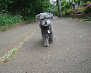 Heartlight Companions Schnoodle - Dog Breeders