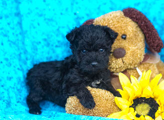 Sweet P Miniature Schnauzers - Dog and Puppy Pictures