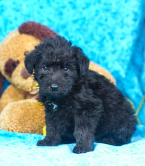 Mulberry Farm Cockapoos - Dog and Puppy Pictures